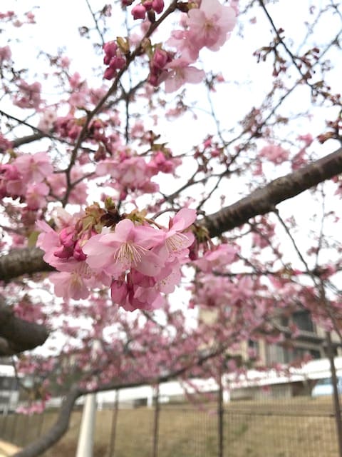 早咲きの桜が見頃になりました！