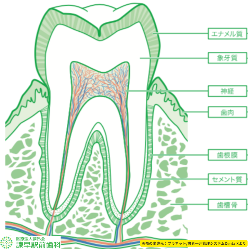 歯の構造を表した画像。虫歯治療などの歯科の説明にうってつけ。長崎県諫早市の歯医者。諫早駅前歯科。