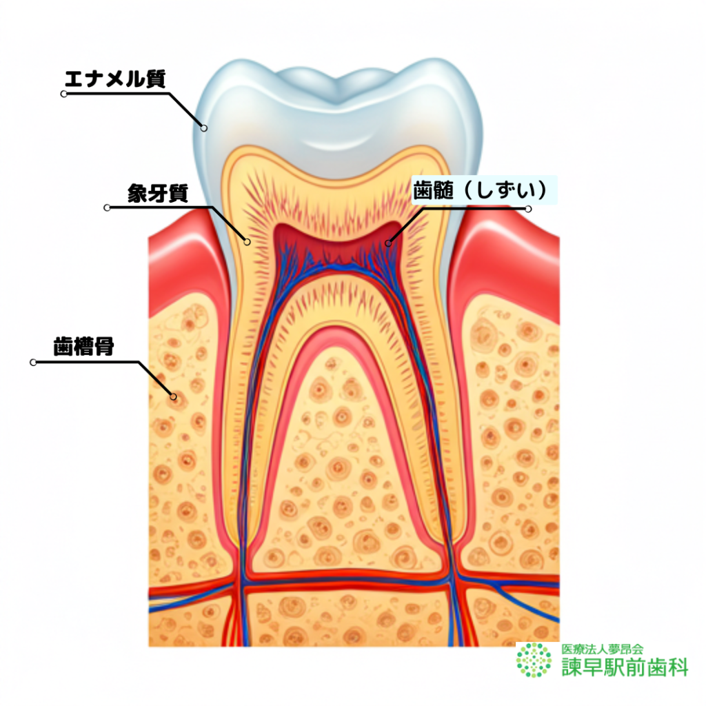 長崎　諫早　歯医者　諫早駅前　歯の構造